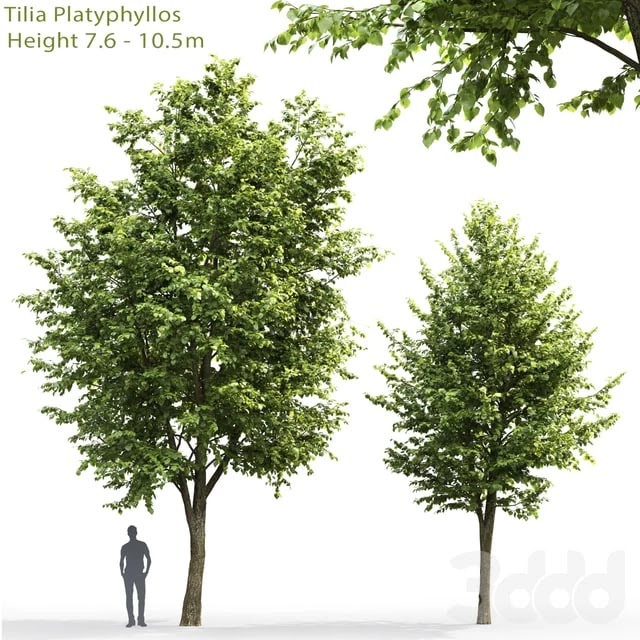 Tilia platyphyllos #3 (-10.5m)