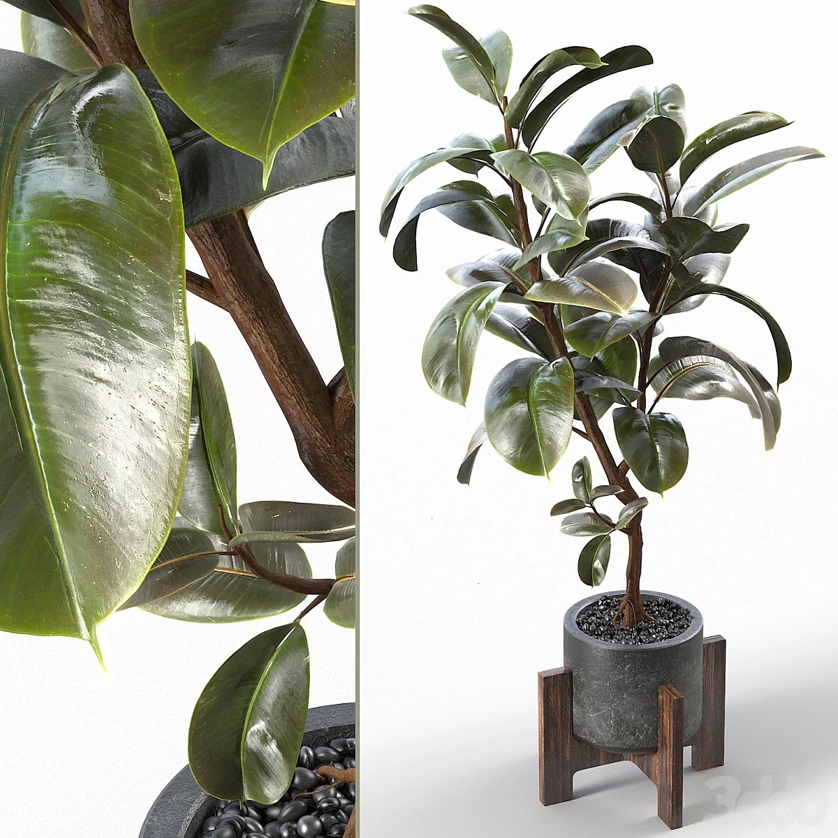 Rubberr Tree 004
