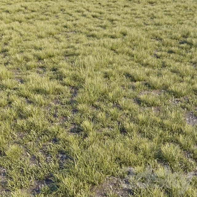 Wild grass