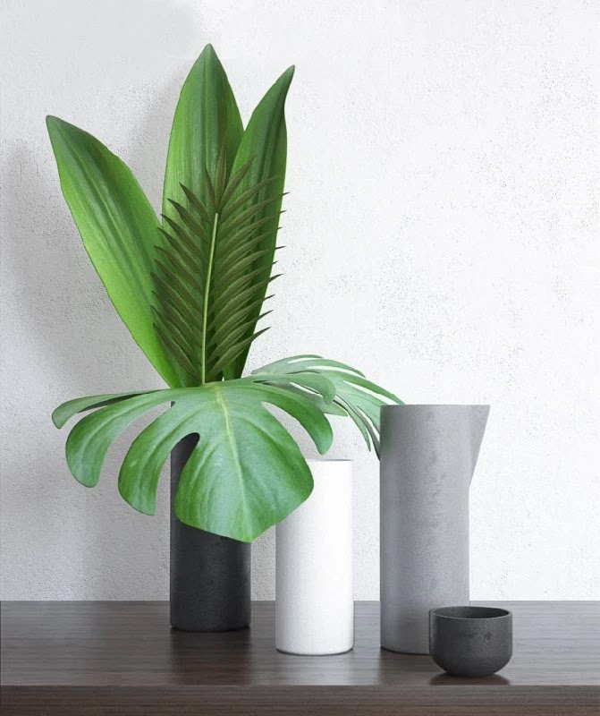 Home Tropical Plants