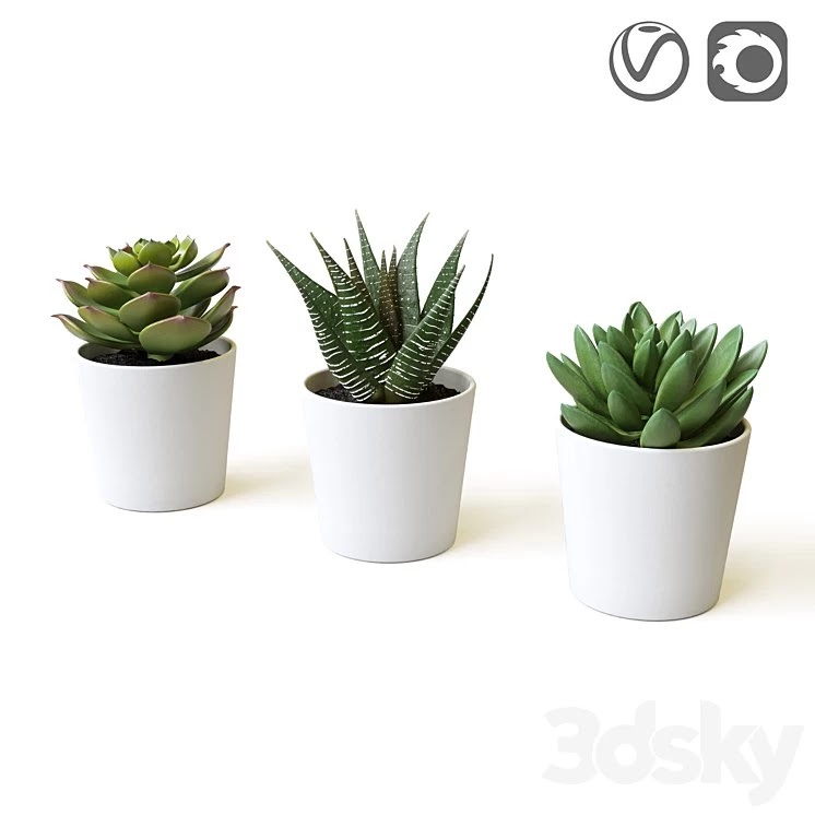 Succulents