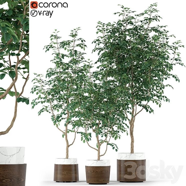 Plants collection 205