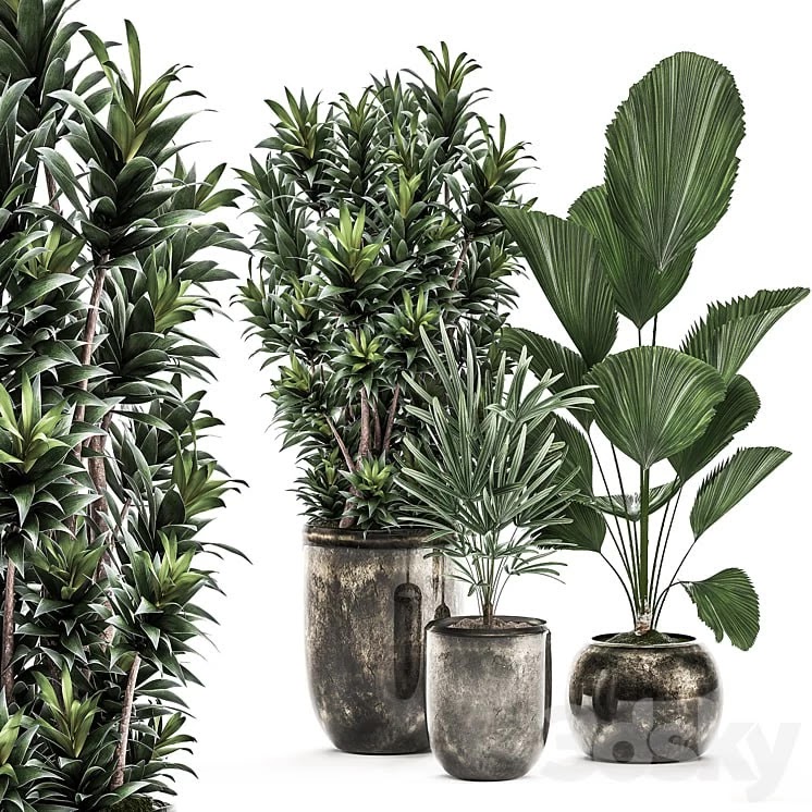 Plant Collection 531. Dracaena, Likuala, palm tree, rapis, black flowerpot, luxury pot, flowerpot