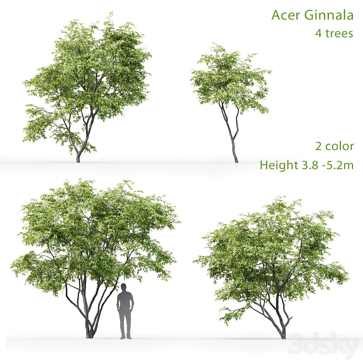 Acer Ginnala