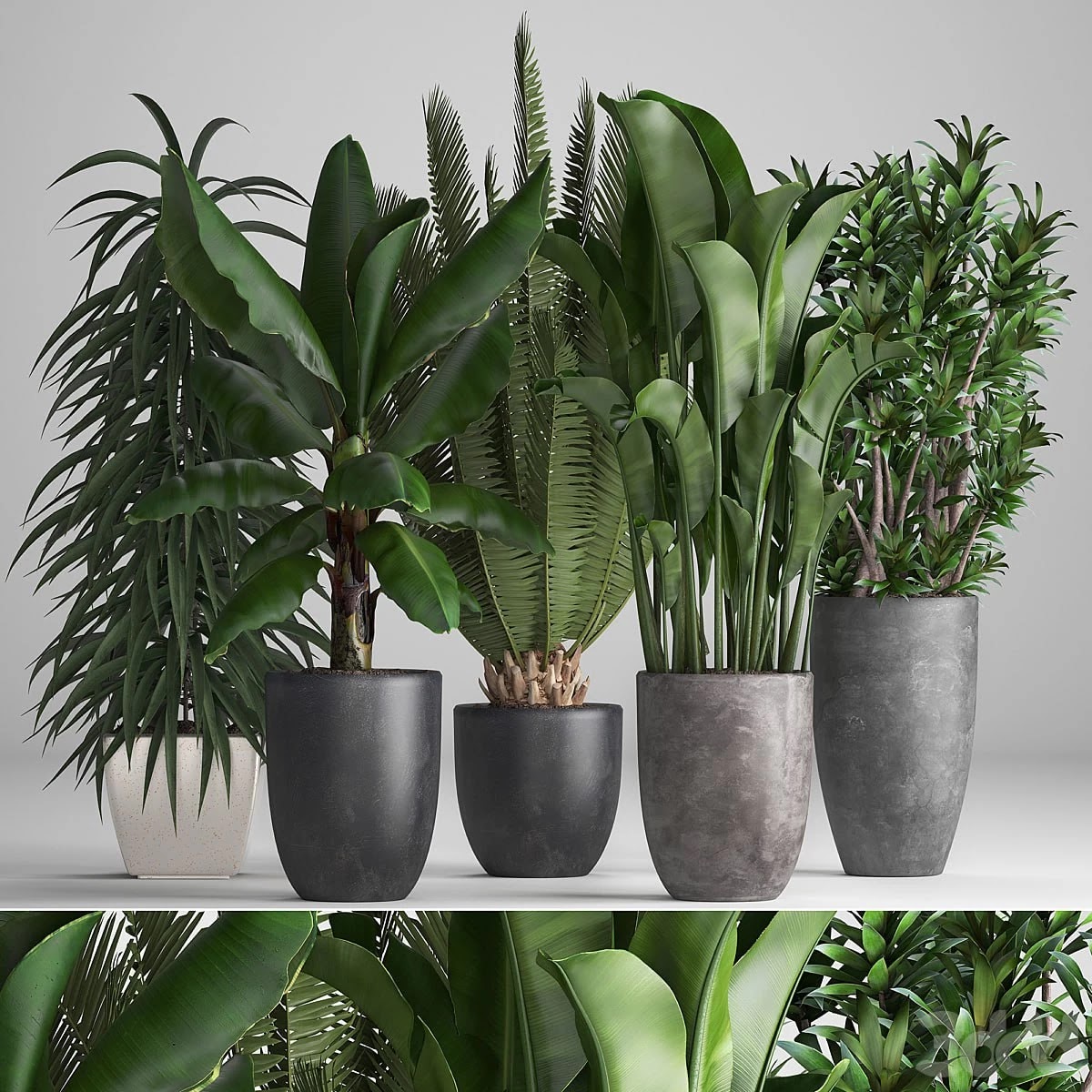 Plant collection 255. strelitzia, banana, ficus, black flowerpot, pot, exotic plants