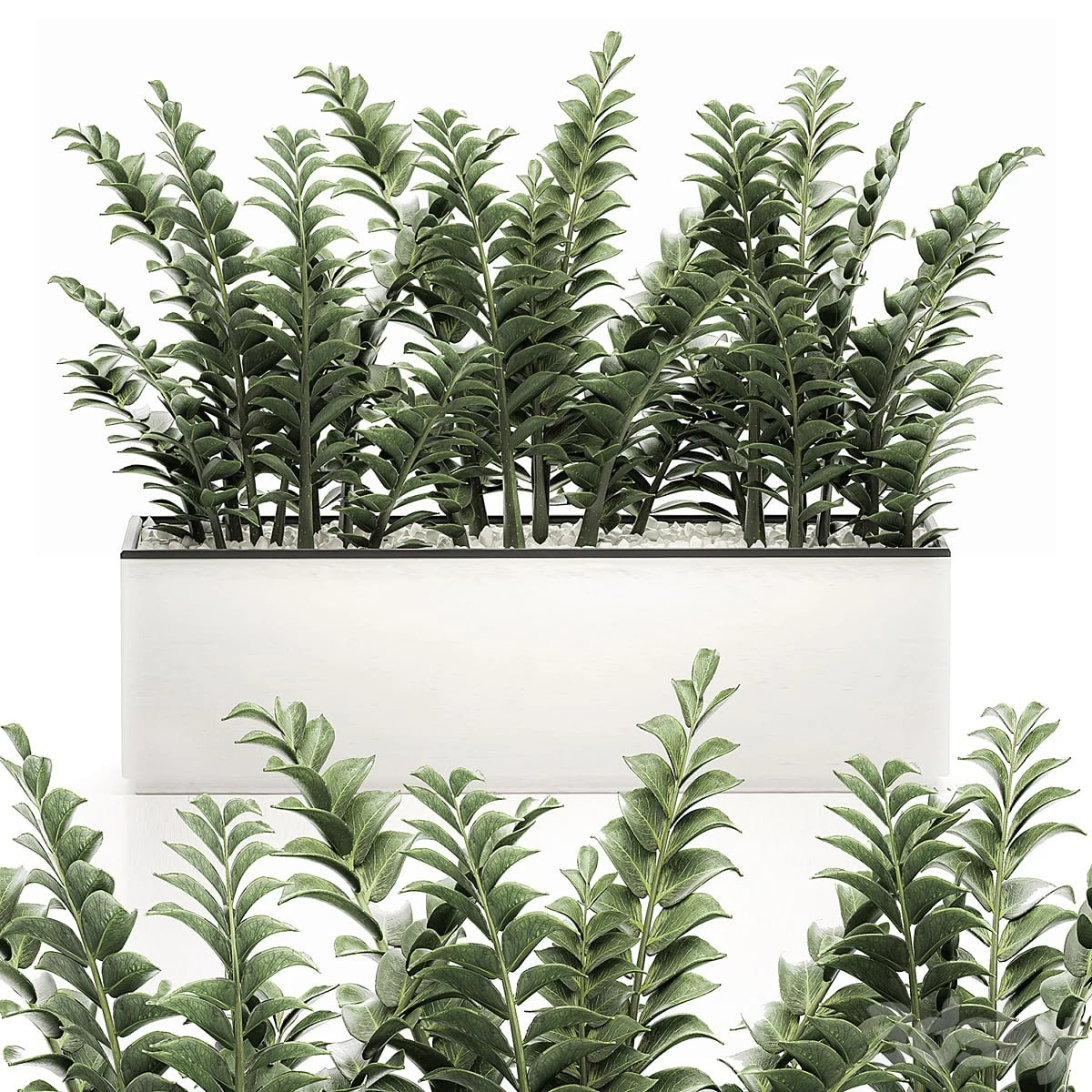 Zamioculcas plants 535. Thickets, white flowerpot, pot, bushes, indoor plants, office flowers, plants, Scandinavian style