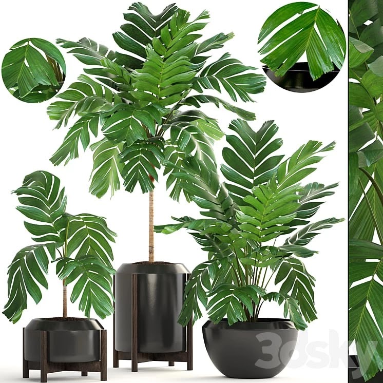 Collection of plants 167. Chamaedorea elegans, Chamaedorea graceful, bush, pot, flower, palm tree, flowerpot, interior
