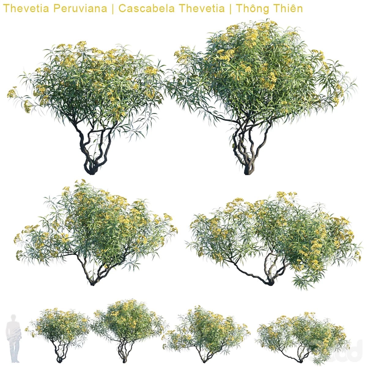 Peruvian Thevetia | Cascabella Thevetia