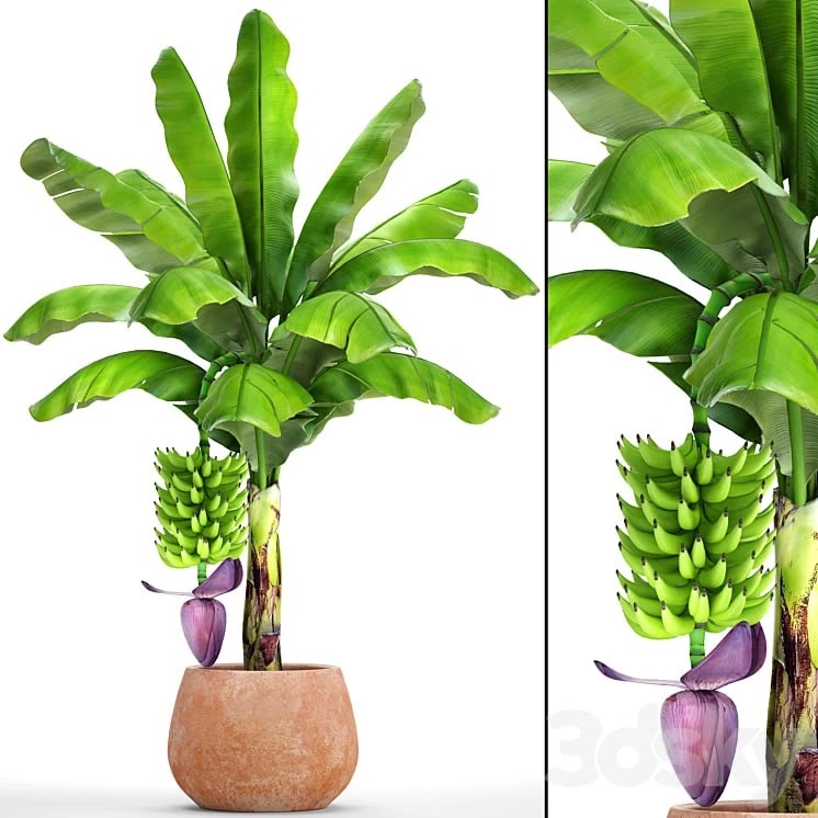 Japanese banana 1. Banana palm with fruits, pot, flowerpot, bush, colorful, decorative, exotic, fruit, flower, clay, clinker