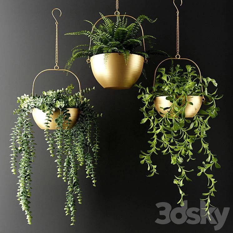 Ampel Plants in Bronze Flower Pots