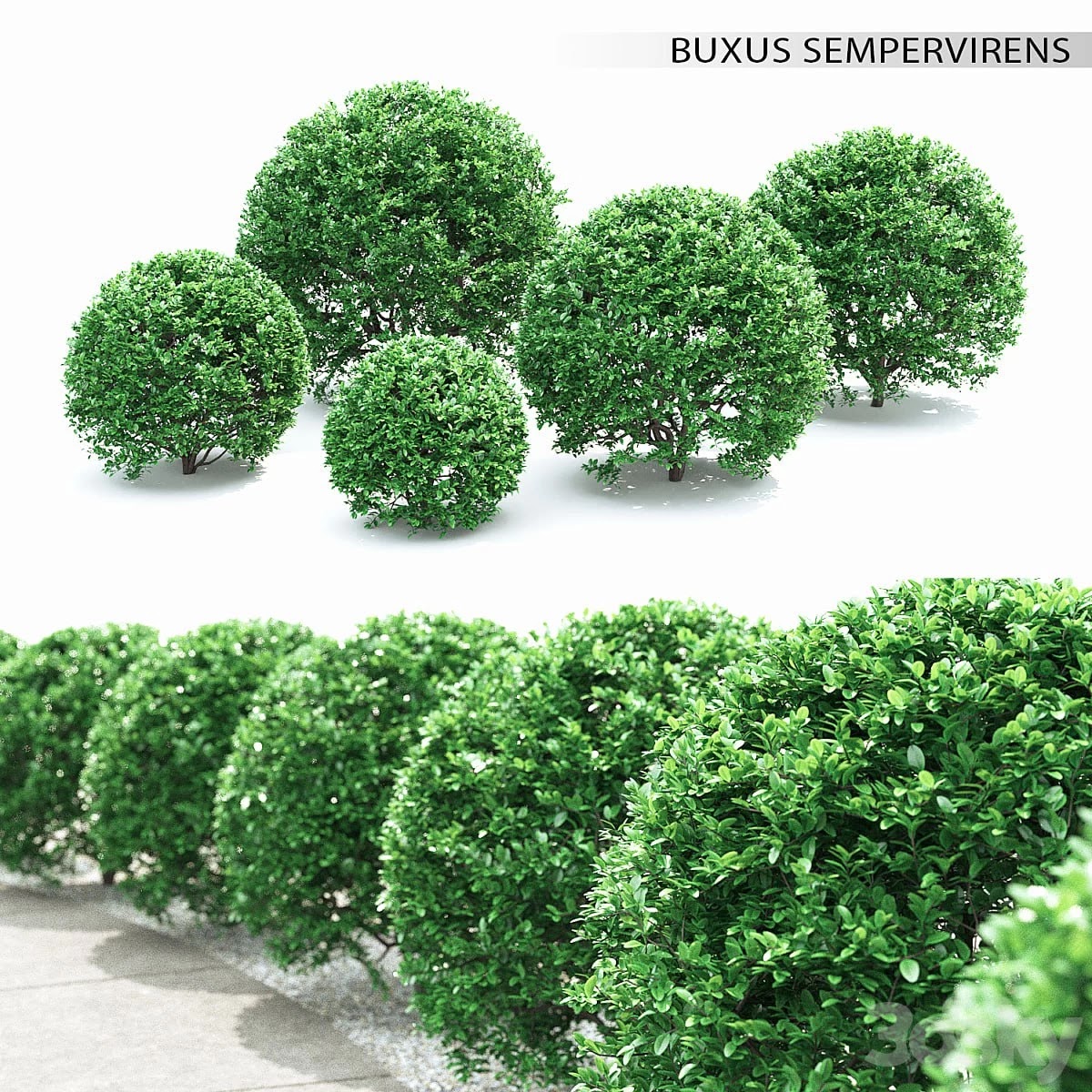 Buxus