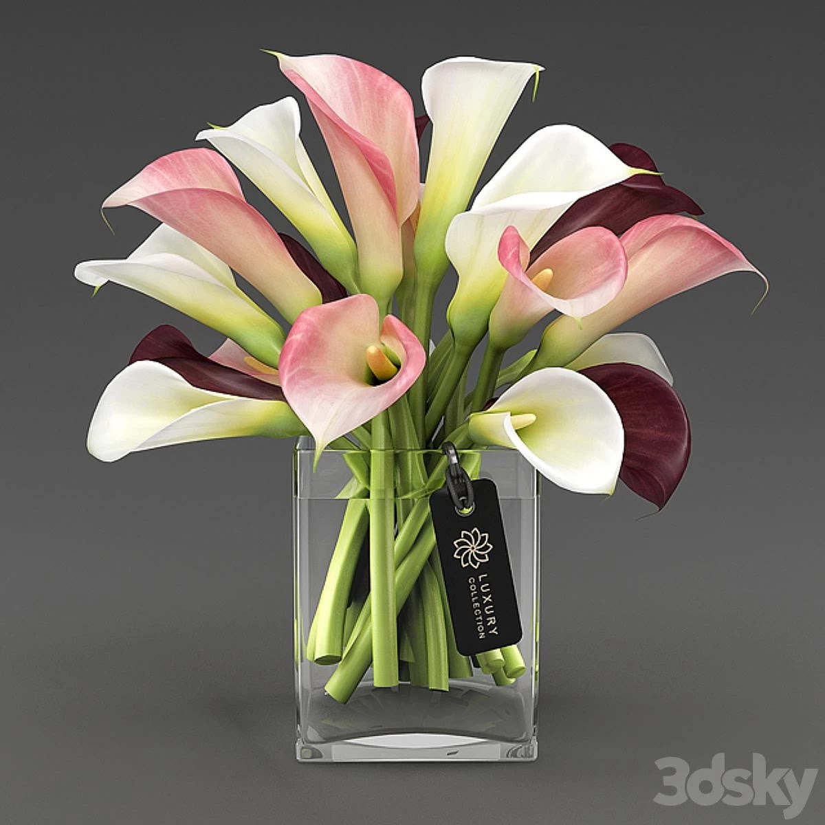 Calla_04_1