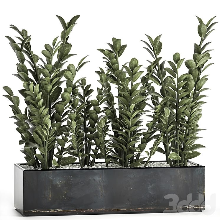 Zamioculkas 874. money tree, flowerbed, metal flowerpot, loft