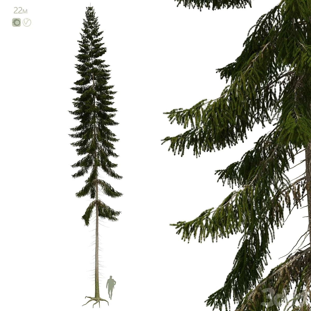 Spruce 22m