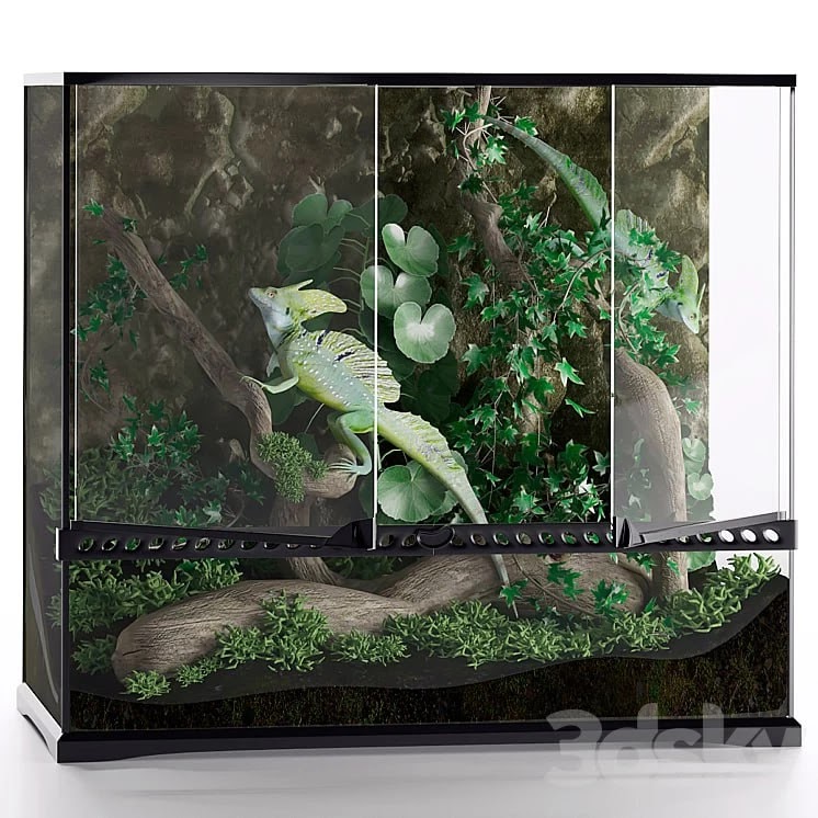 Terrarium, Basilisk