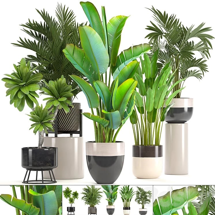 Collection of plants. strelitzia, hovea, palm tree, bush, banana, indoor plants