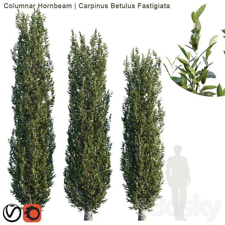 Columnar Hornbeam # 2