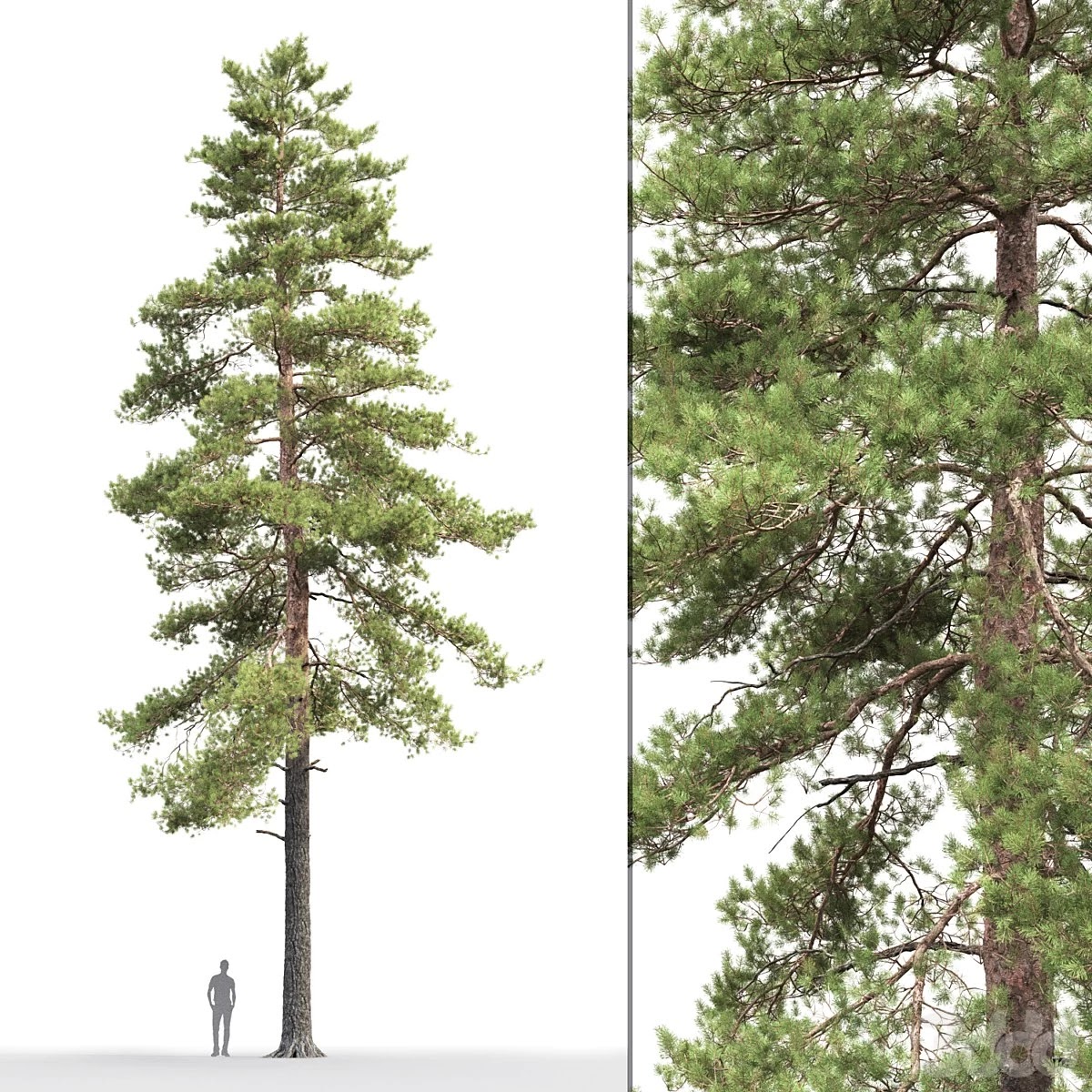 Pine