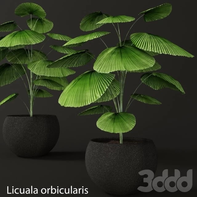 Licuala orbicularis