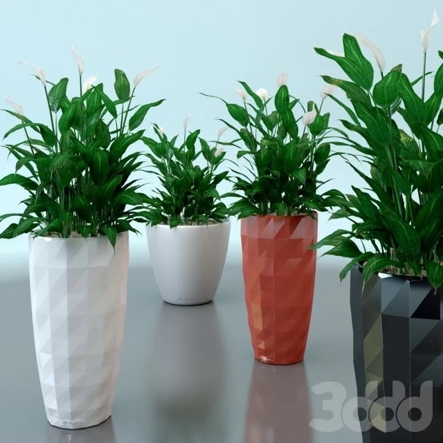 Spathiphyllum Wallis / Spathiphyllum wallisii in pots Lechuza