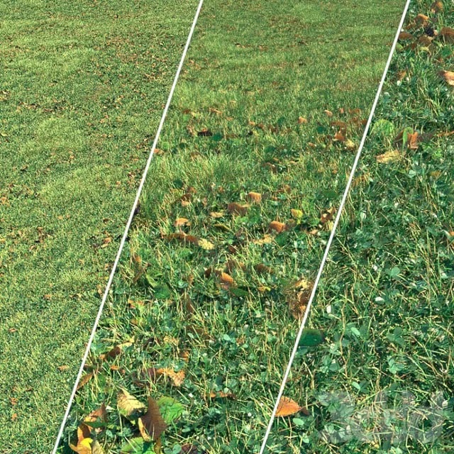 Autumn grass