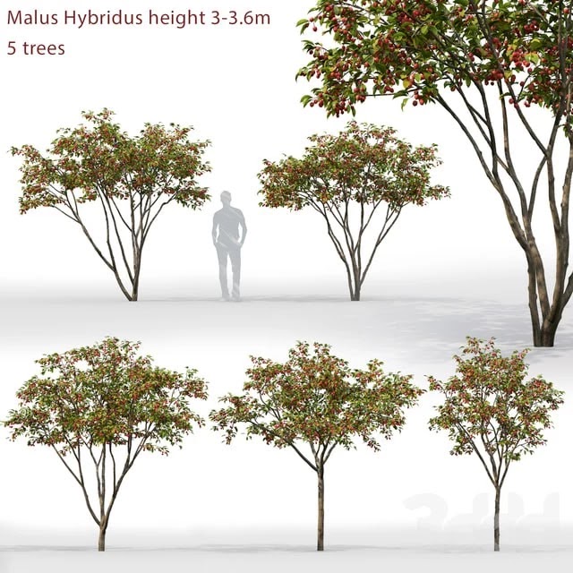 Malus Hybridus 1