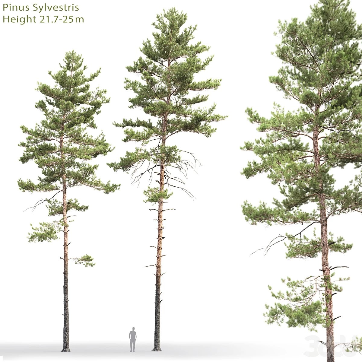 Pine