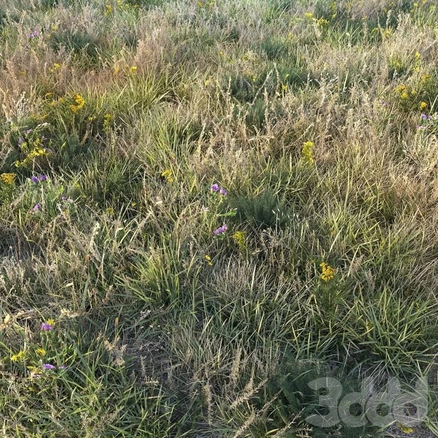 Autumn grass