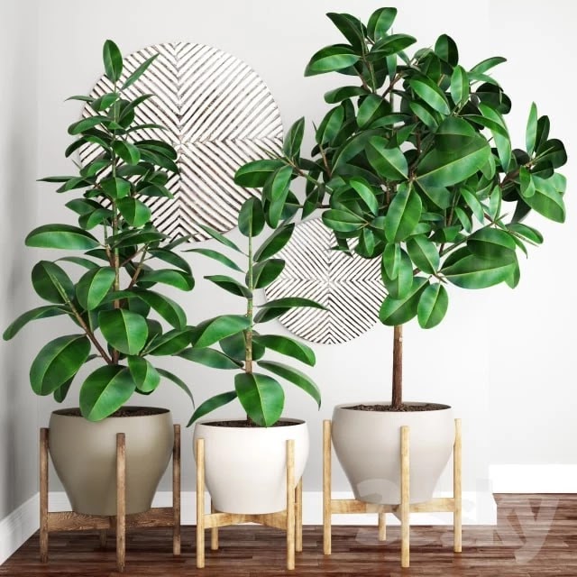 Set Plant