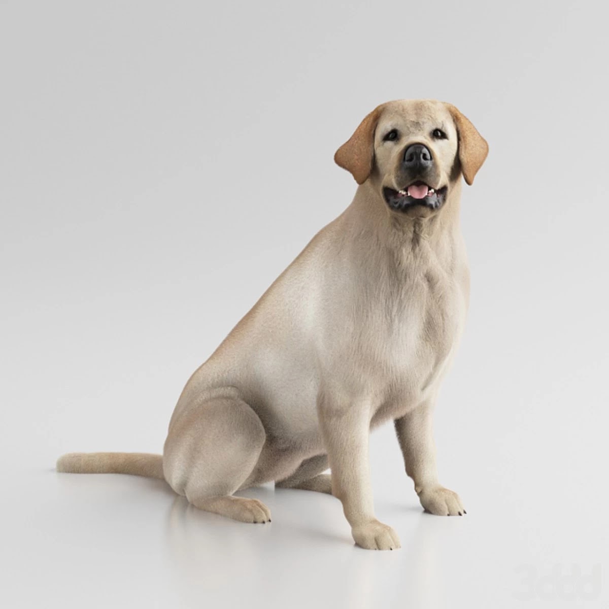 Labrador Retriever
