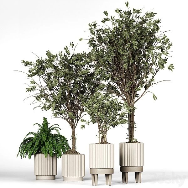 Collection_plant_05