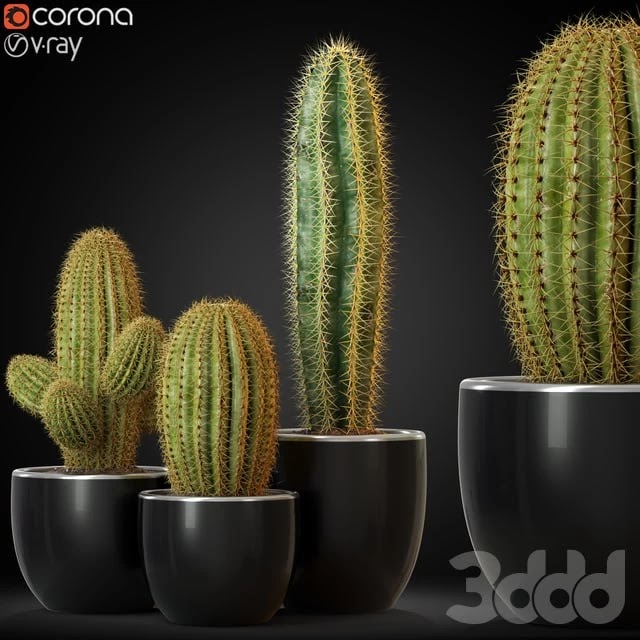 Plants collection 258