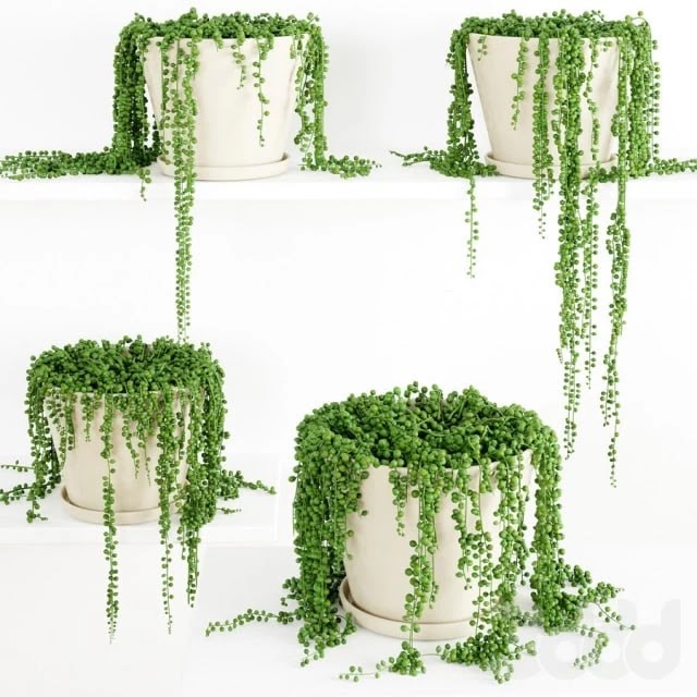 String Of Pearls Plant 3