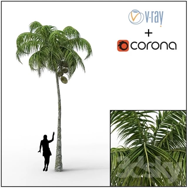 Palm