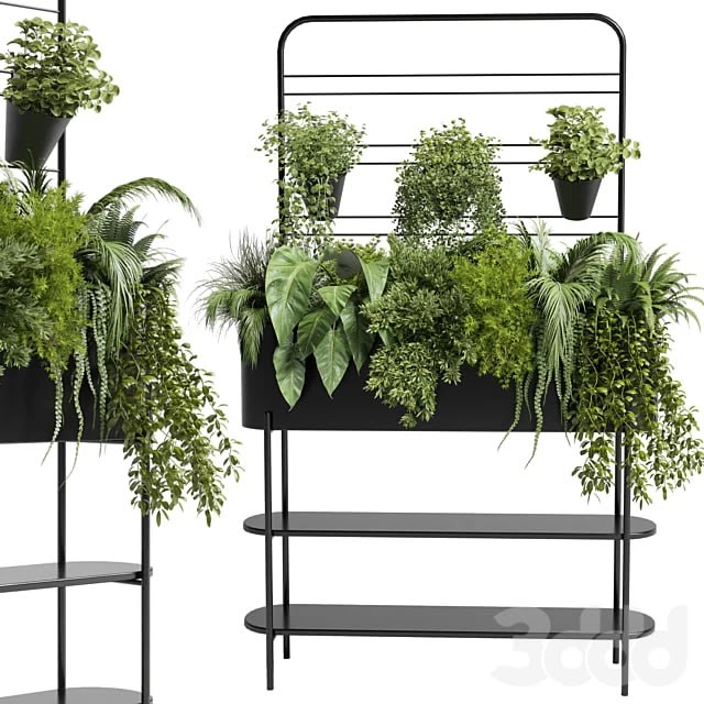Collection Indoor plant 69 Auckland Black Metal Flower Box plant ivy fern pots