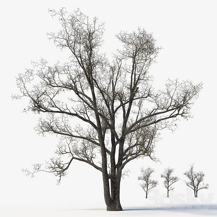 Old poplars
