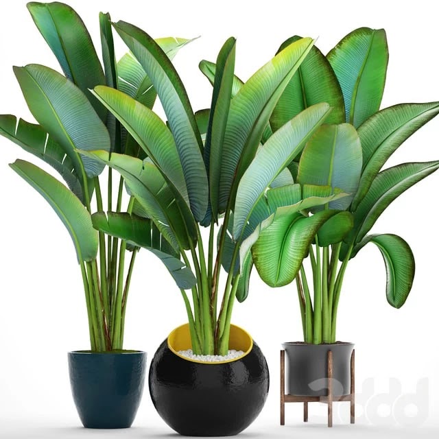 Collection of plants 82. Strelitzia, ravenala, thickets, bushes, tropical, exotic, outdoor, flowerpot, banana palm