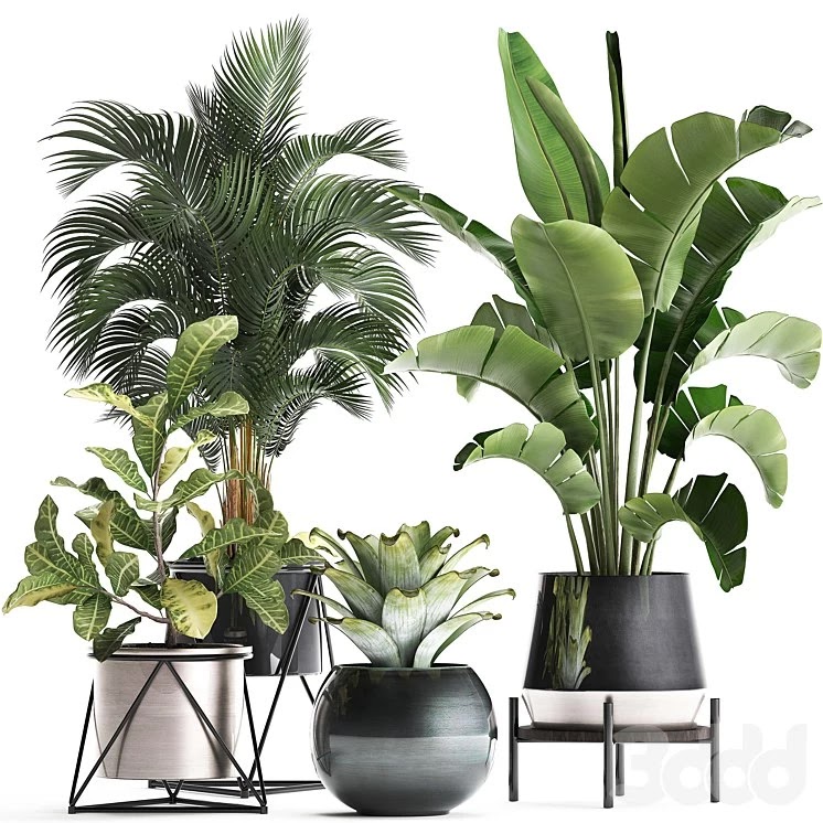 Plant Collection