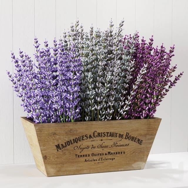 Lavender