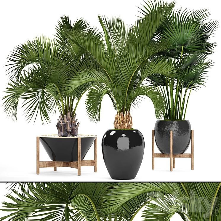 Collection of plants 78. Palm trees. Pot, black flowerpot, decorative palm, fan, butia, date, exotic, tropical, dates
