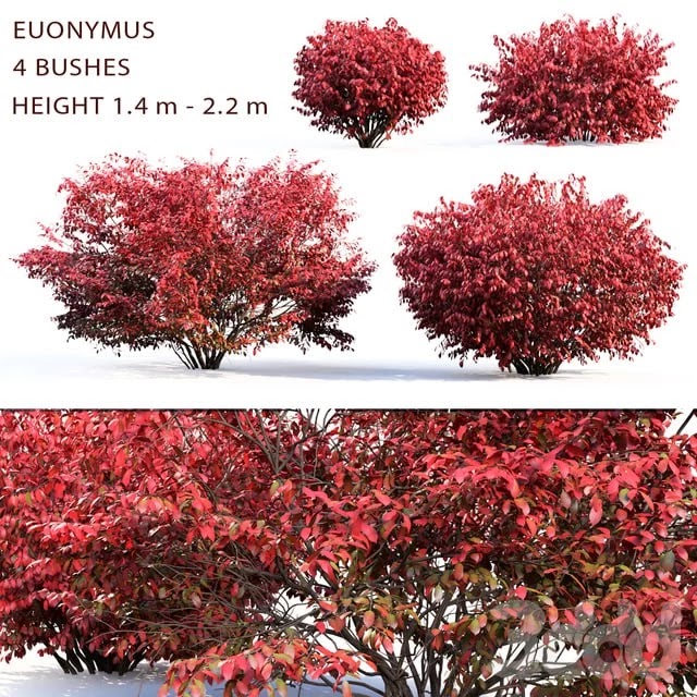 Euonymus