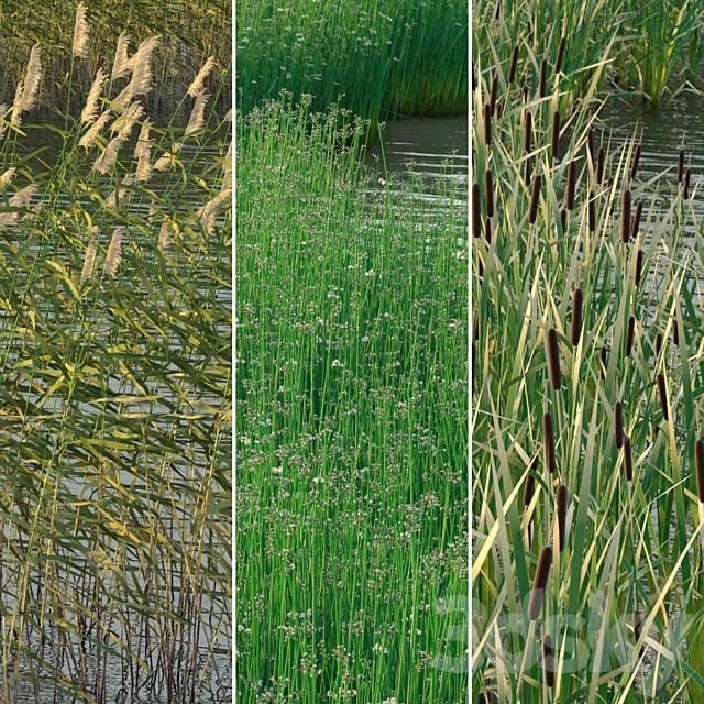 Aquatic plants