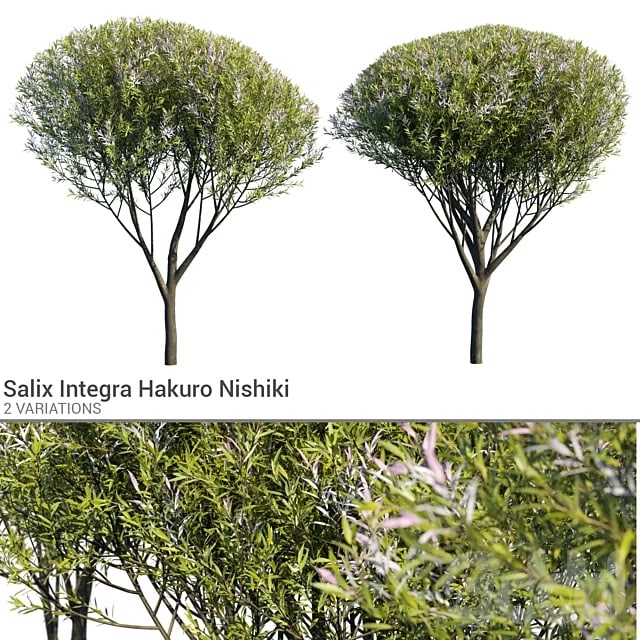 Salix Integra Hakuro Nishiki