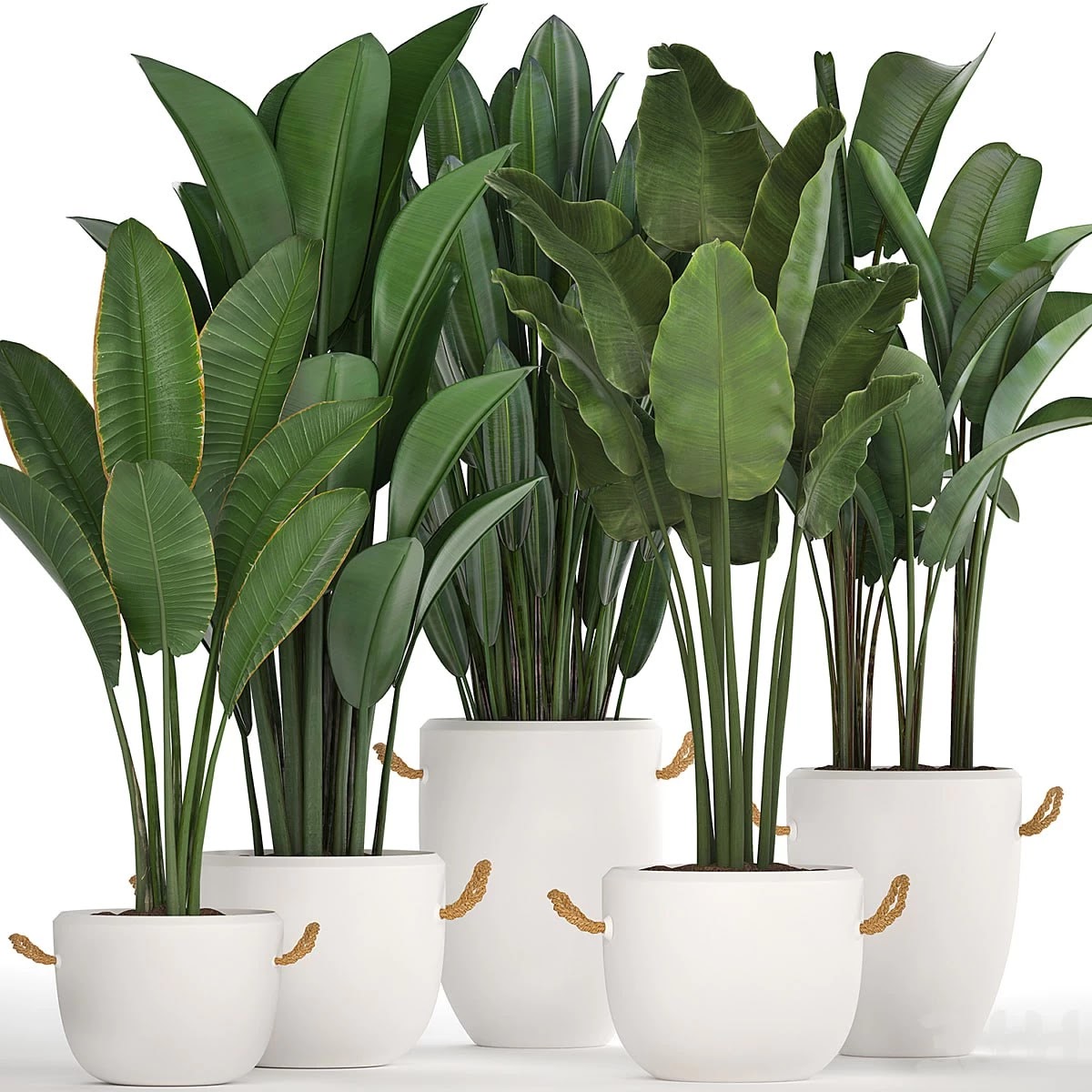 Plant Collection 435. Banana, Strelitzia, Ravenal, White Pot, Indoor Plants, Bushes, Thickets, Scandinavian Style, Office Flowers