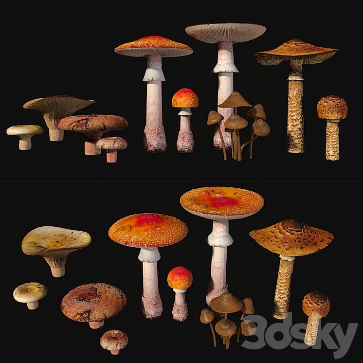 Mushrooms. Set1