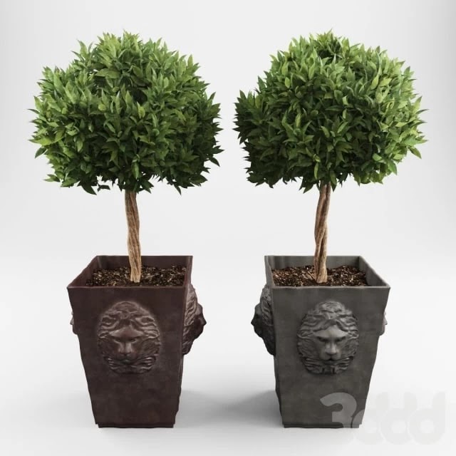 Ornamental trees 2