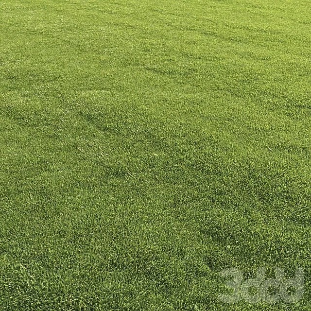 Lawn Grass
