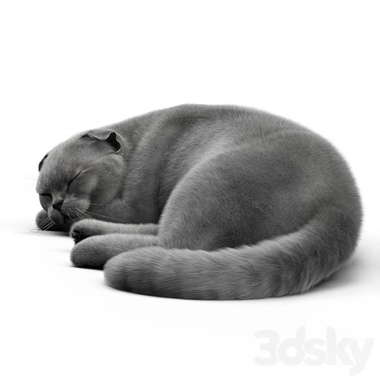CAT 6 Corona