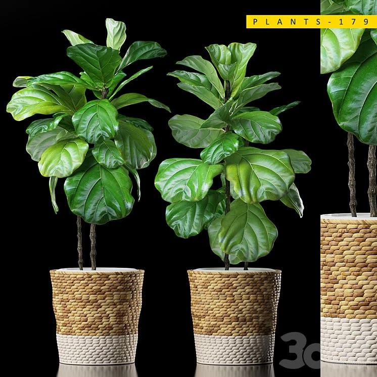 PLANTS 178