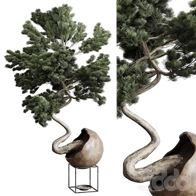 Bonsai 01